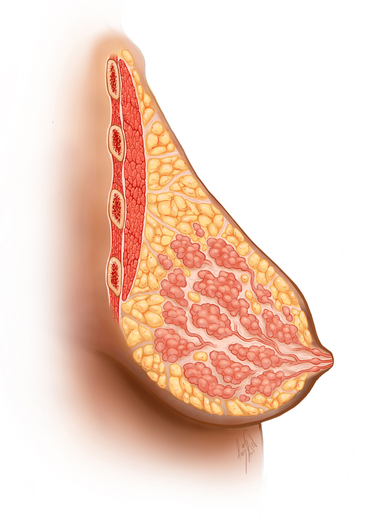 Side view of the inside of a breast